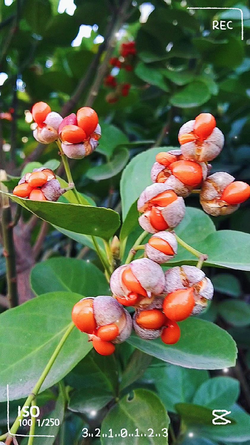 冬青卫矛|别名大叶黄杨,雨中果实更鲜艳-度小视