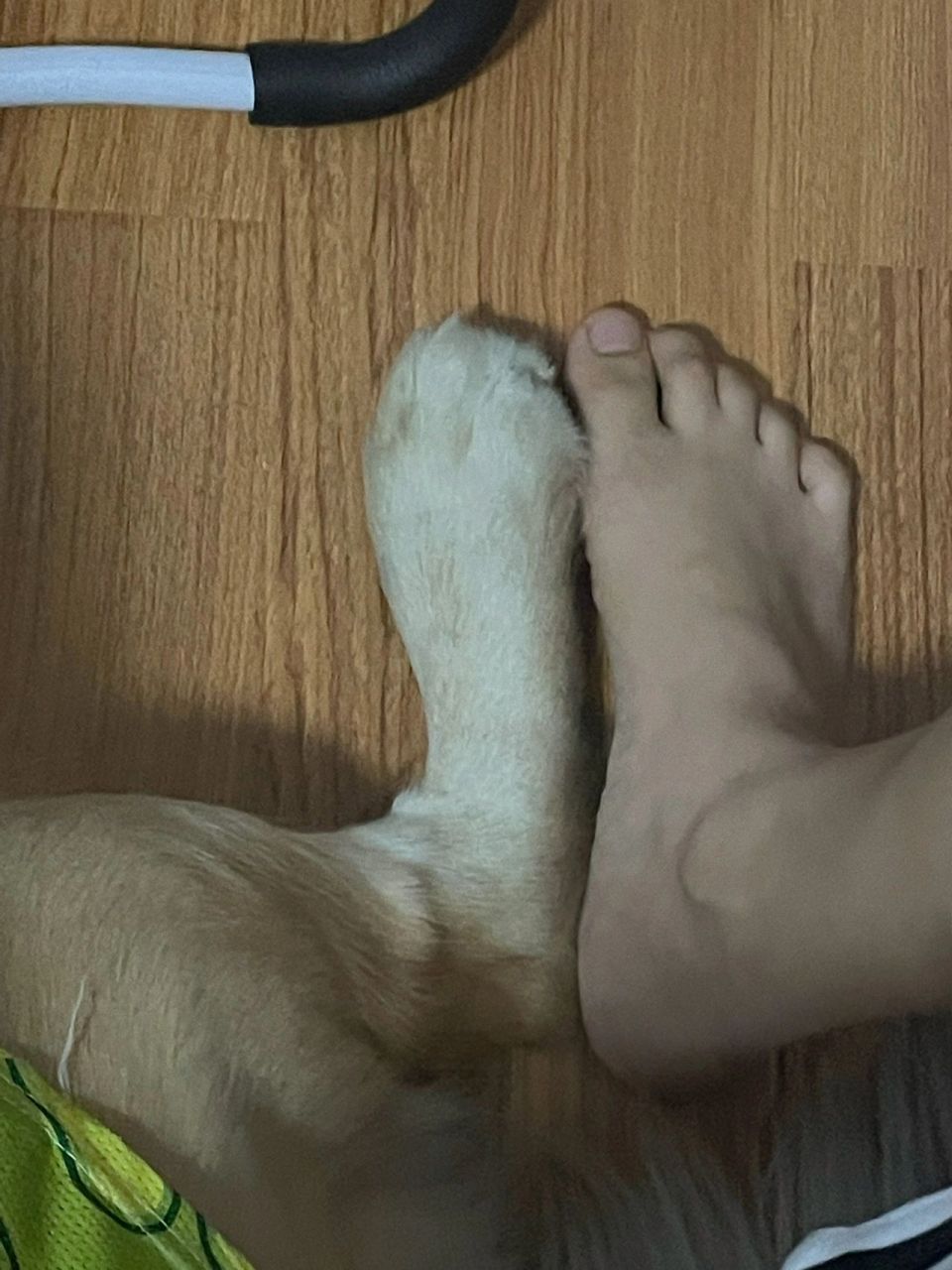 网友:救命,我的狗脚脚居然和我的一样大,足足有37码,哈哈哈!