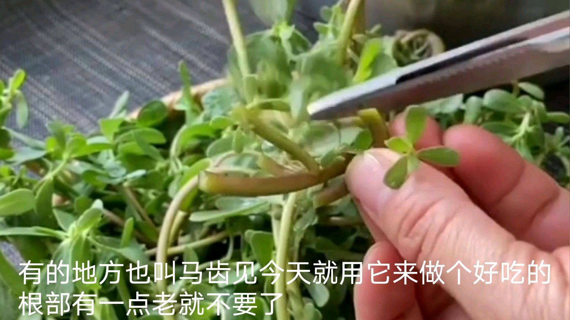 这个菜在野地里经常都能够见到,可以试一试哦
