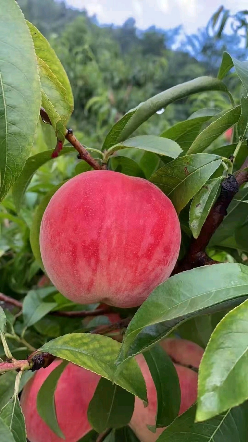 桃树简介资料图片