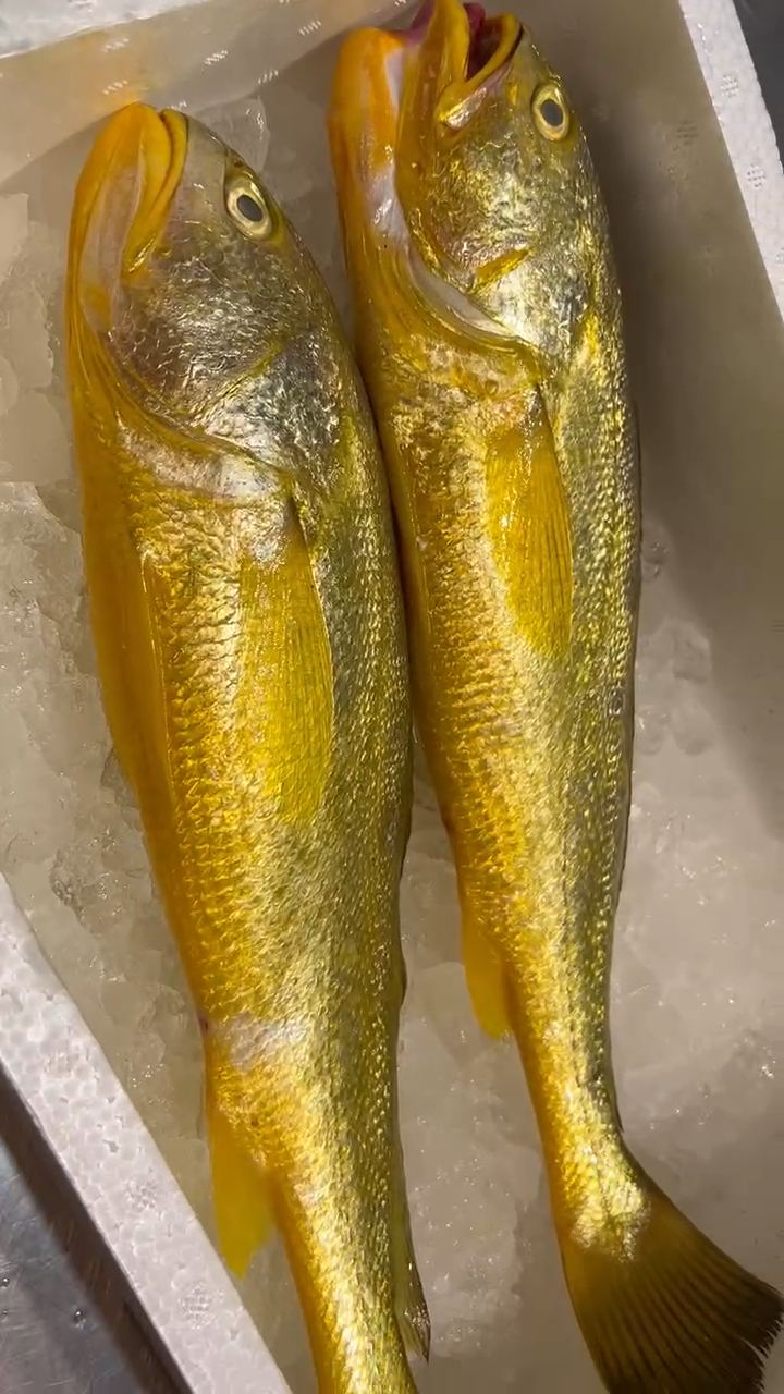 黄金一样的野生大黄鱼漂亮!-度小视