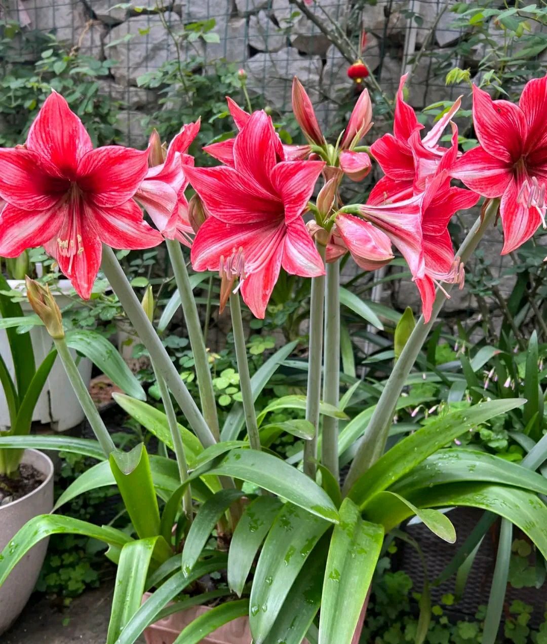 4种"流氓花",给点阳光就泛滥,开花不停歇,特别漂亮