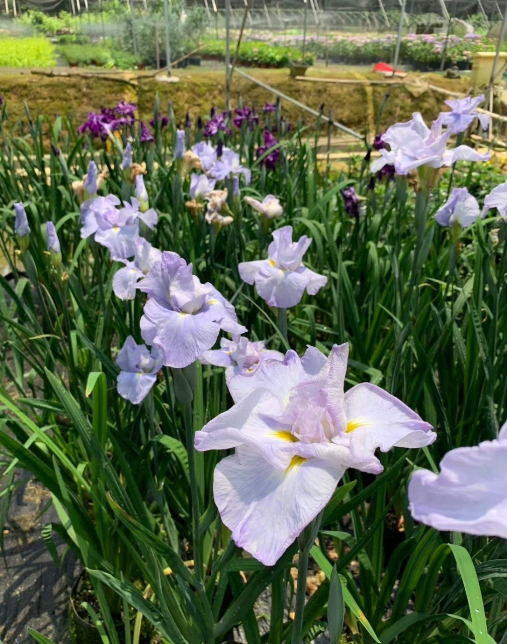 花菖蒲指隶属于鸢尾科鸢尾属的玉蝉花(risensara thunb.