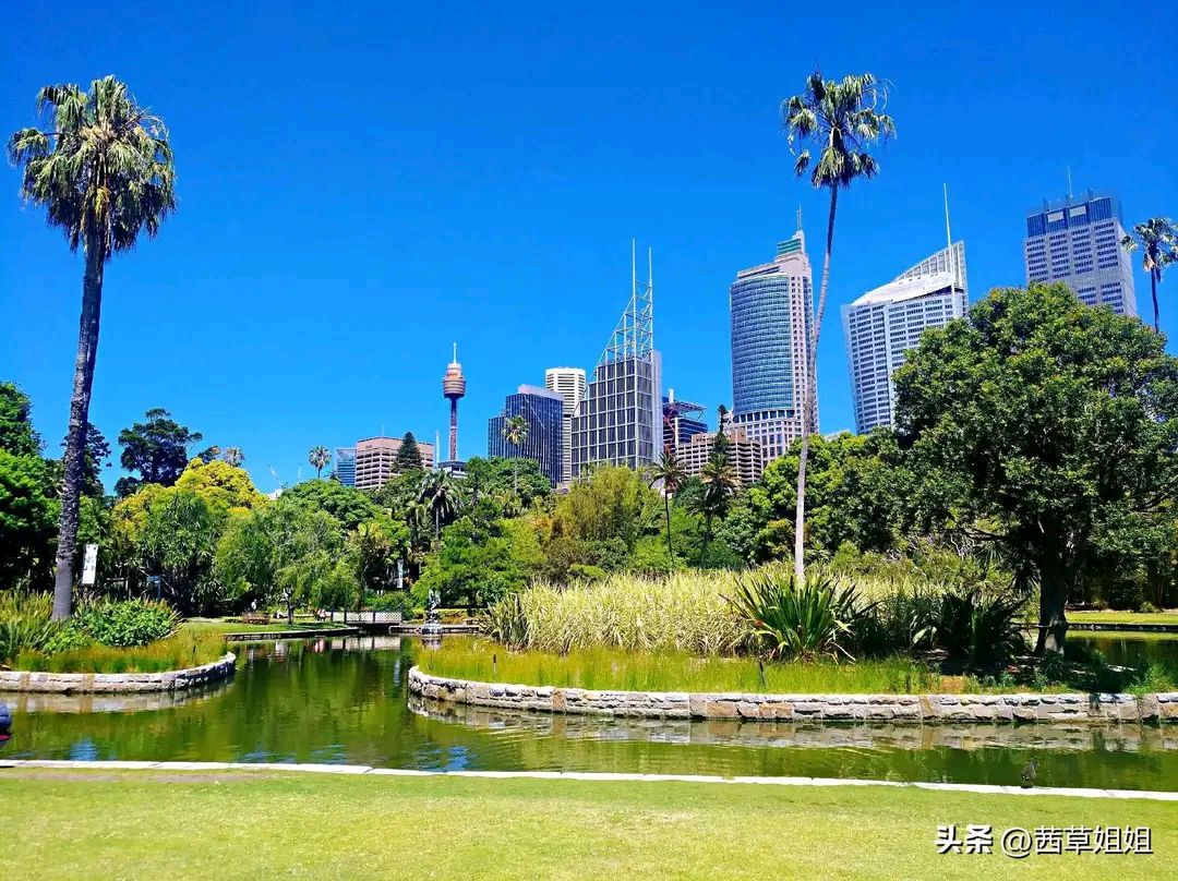 澳洲悉尼皇家植物园,闹市中的一片绿洲,是一个去了又想去的地方