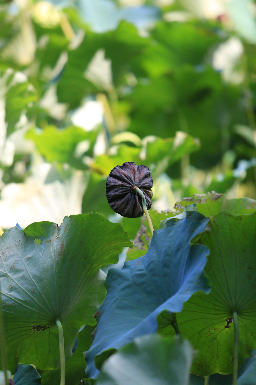 傲立荷叶中的枯去的莲蓬,水面上孤立的枯叶,掉落水里的莲蓬,还有挺立