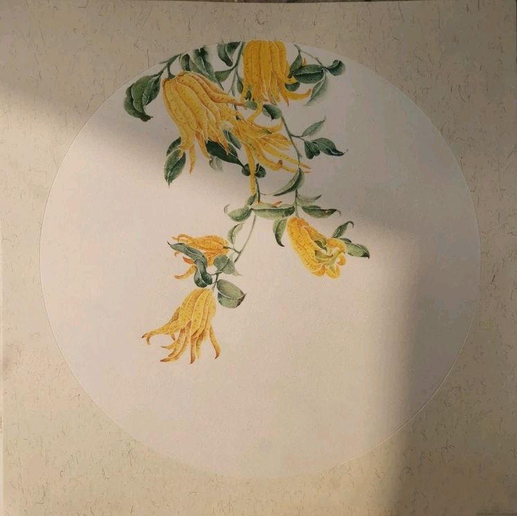 没骨《佛手》的画法,吴星老师教你一起画植物佛手