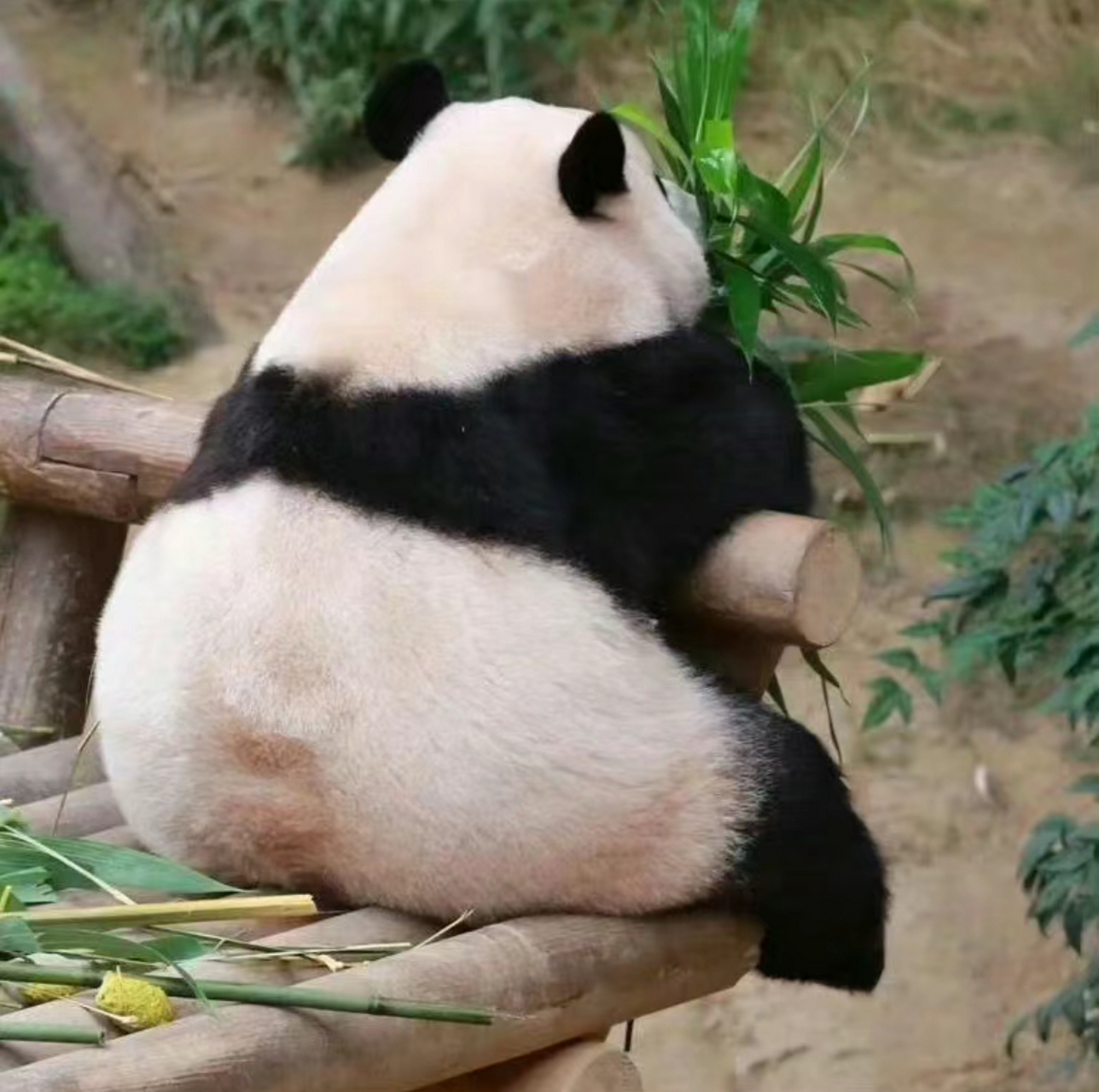 同一个地方,同样的位置,我们可爱的福宝福公主慢慢地长大了