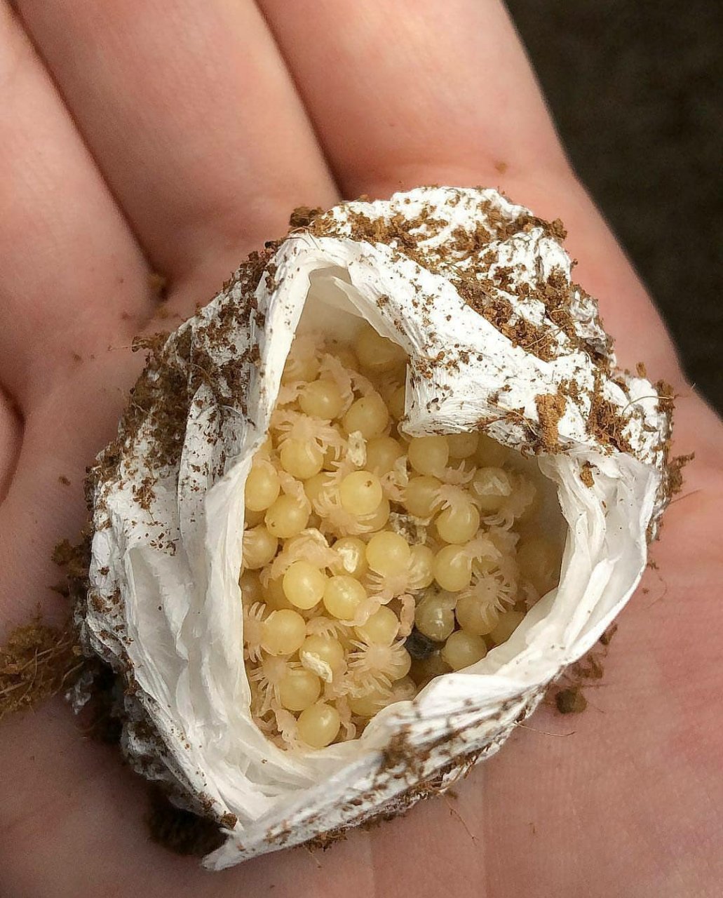 蜘蛛卵袋中的小蜘蛛 #动物# #昆虫