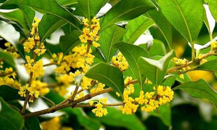 桂花树介绍