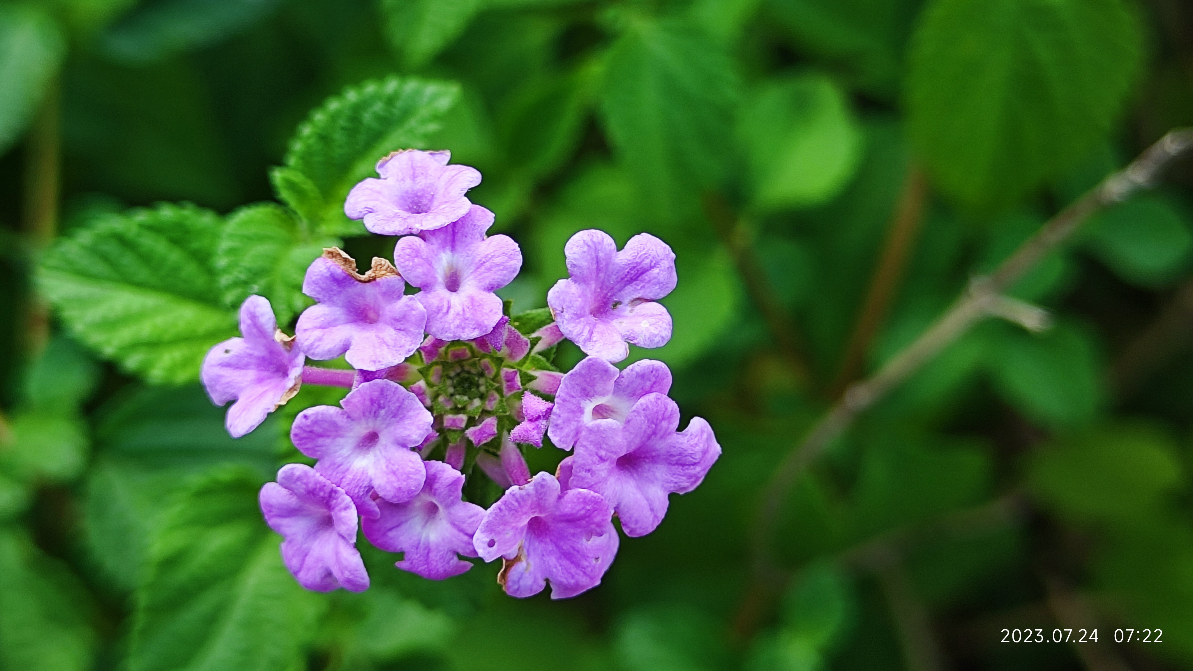 蔓马缨丹:默默的陪跑员