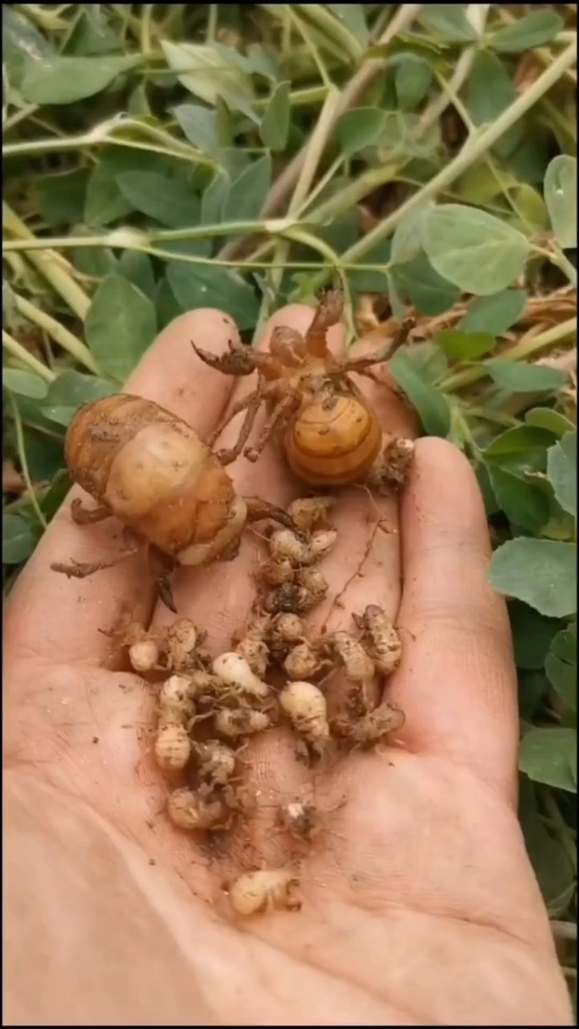 知了幼虫种植图片