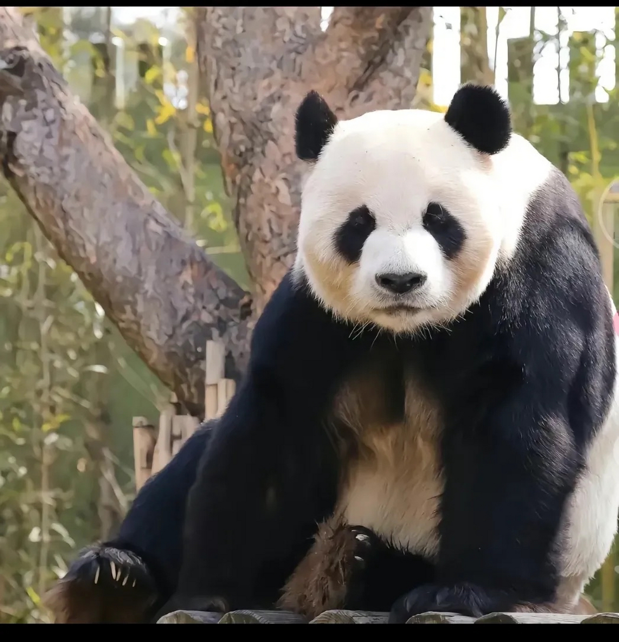 乐宝小时候打工得配合和游客拍照.