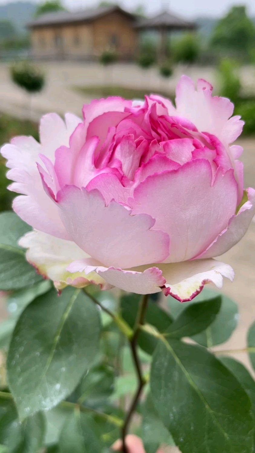 比牡丹更胜一筹的月季花伊芙魂之香水