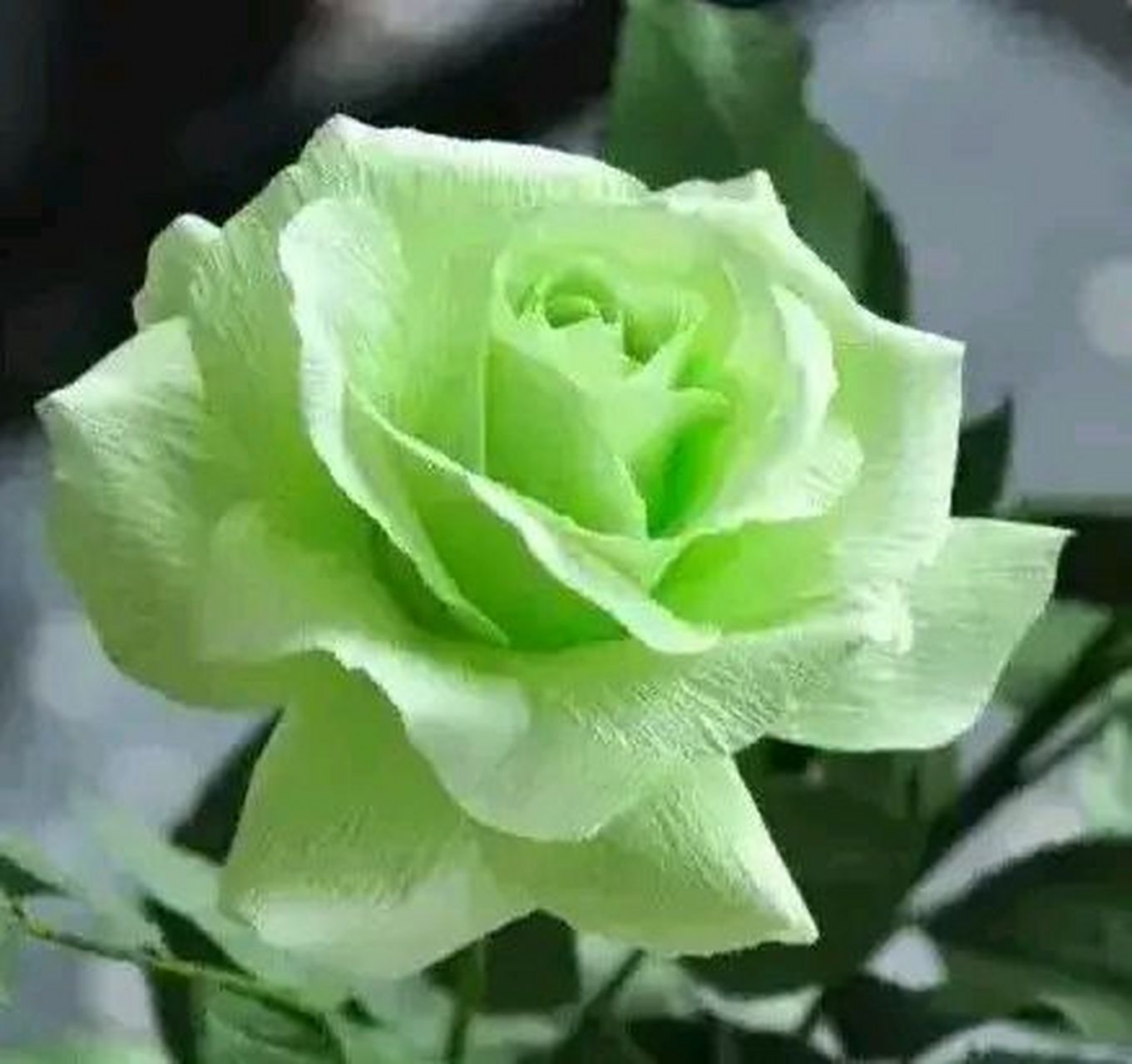 绿色的玫瑰花#摄影# #中国美景大赏