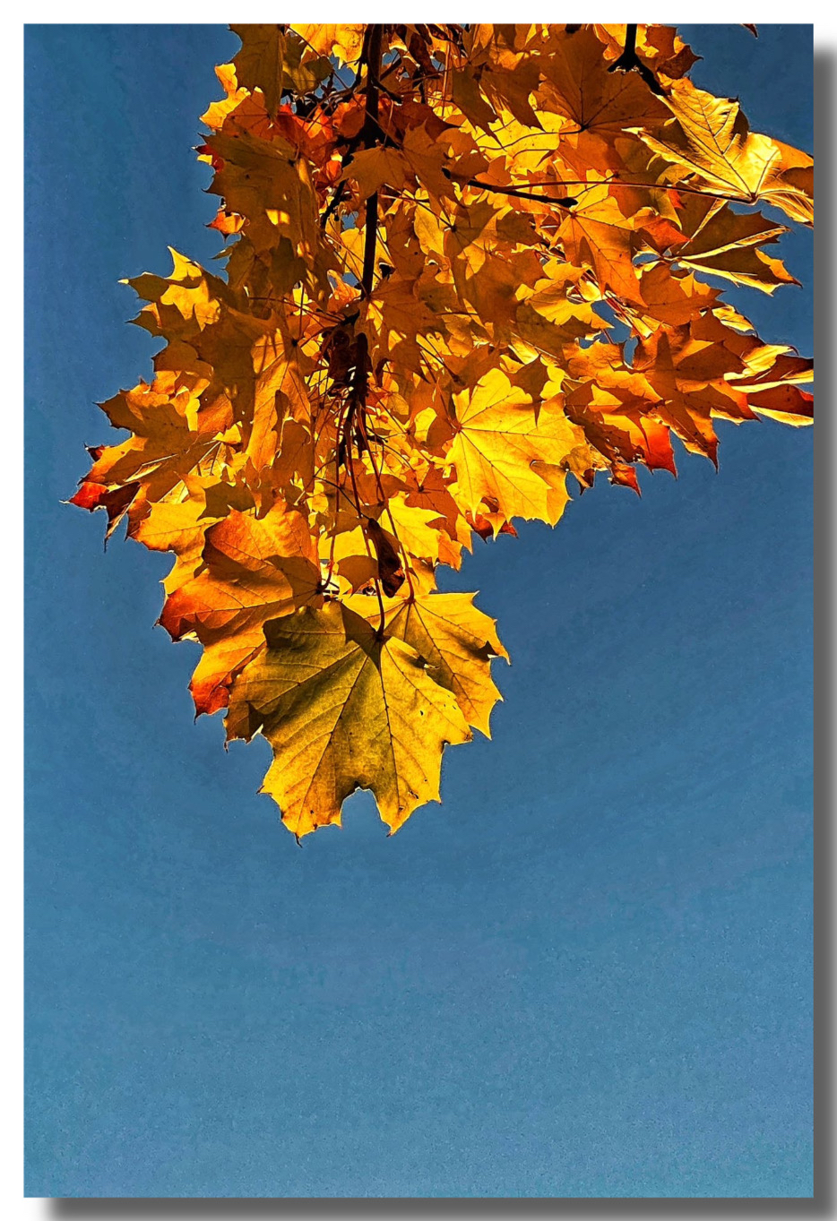 叠翠流金,楓林尽染—温哥華