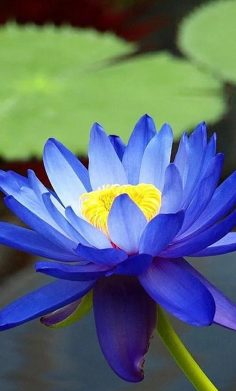 风送香90香飘十里97见面莲莲好运919191  绵绵细语静而不争