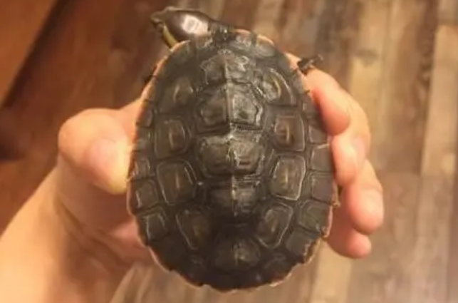 圆澳龟能长多大?