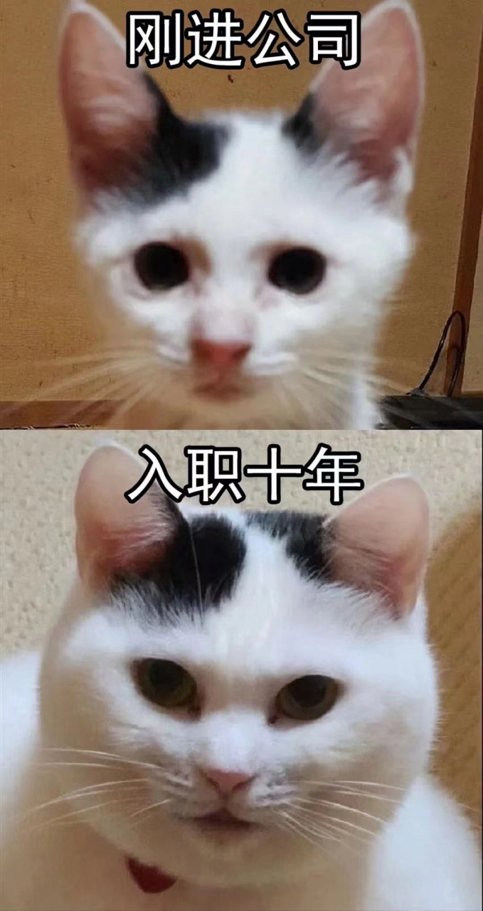 入职十年的变化