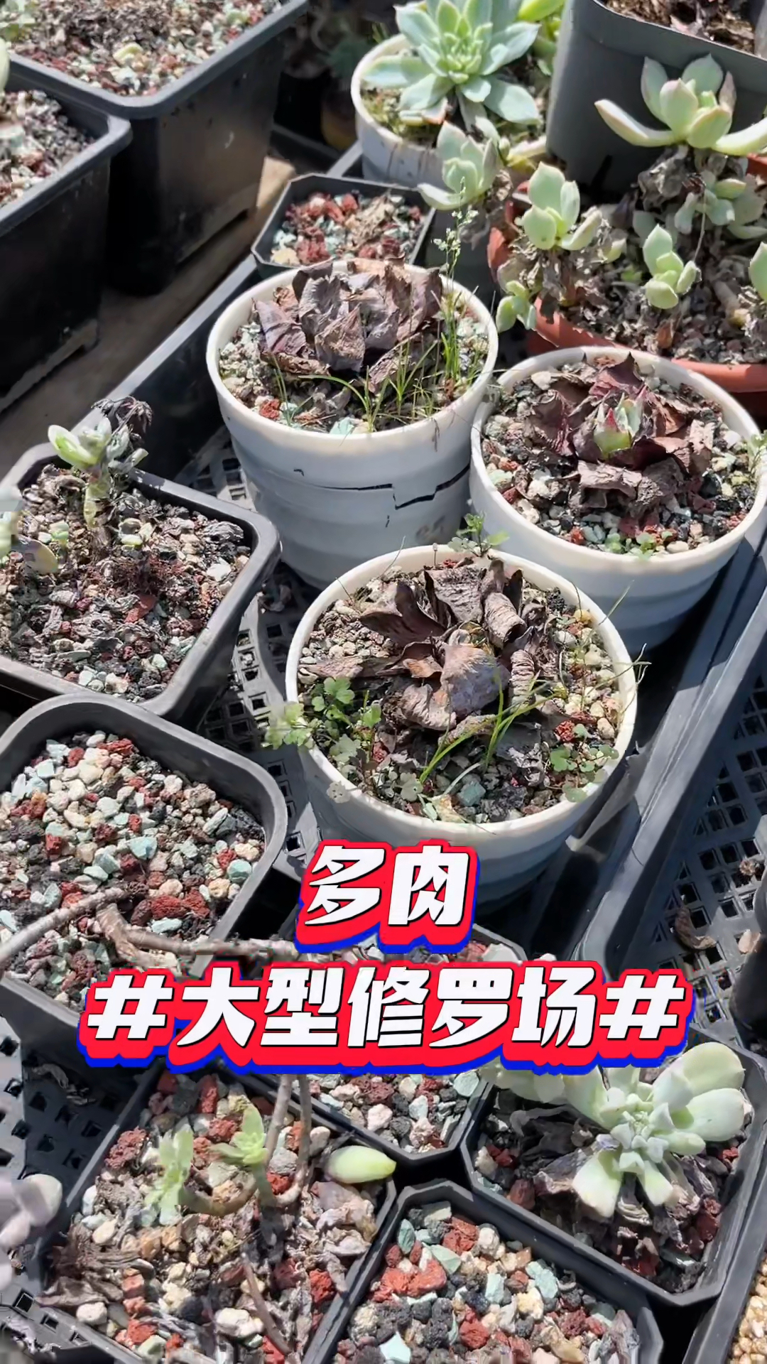 多肉大型修罗场