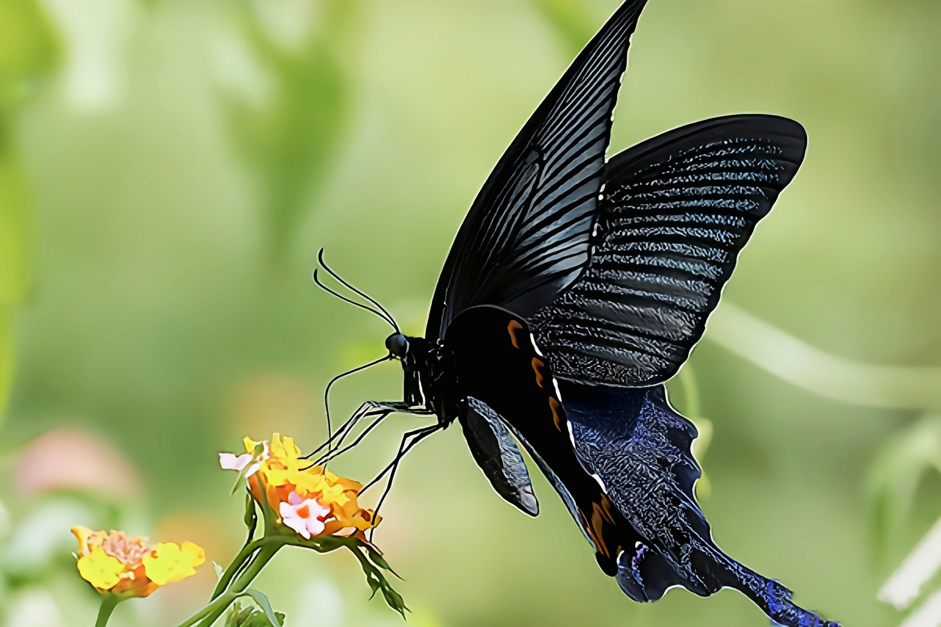 每天认识一种昆虫——穹翠凤蝶 穹翠凤蝶是凤蝶科,凤蝶属昆虫,它是原