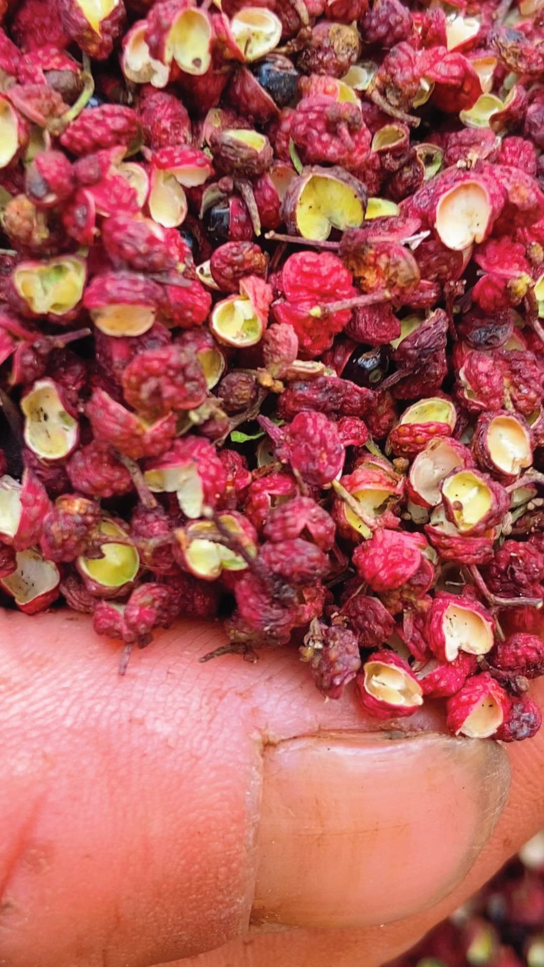 大凉山盐源花椒盐源红花椒