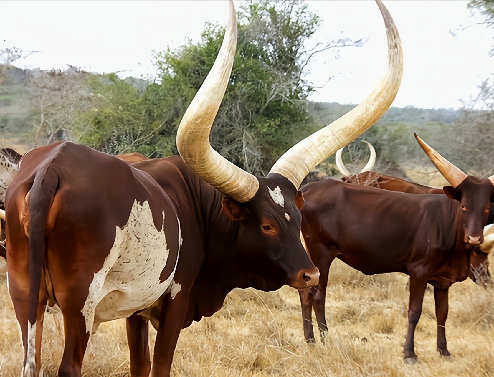 每天认识一种动物——桑格牛 桑格牛别名瓦图西长角牛,因巨大而夸张的