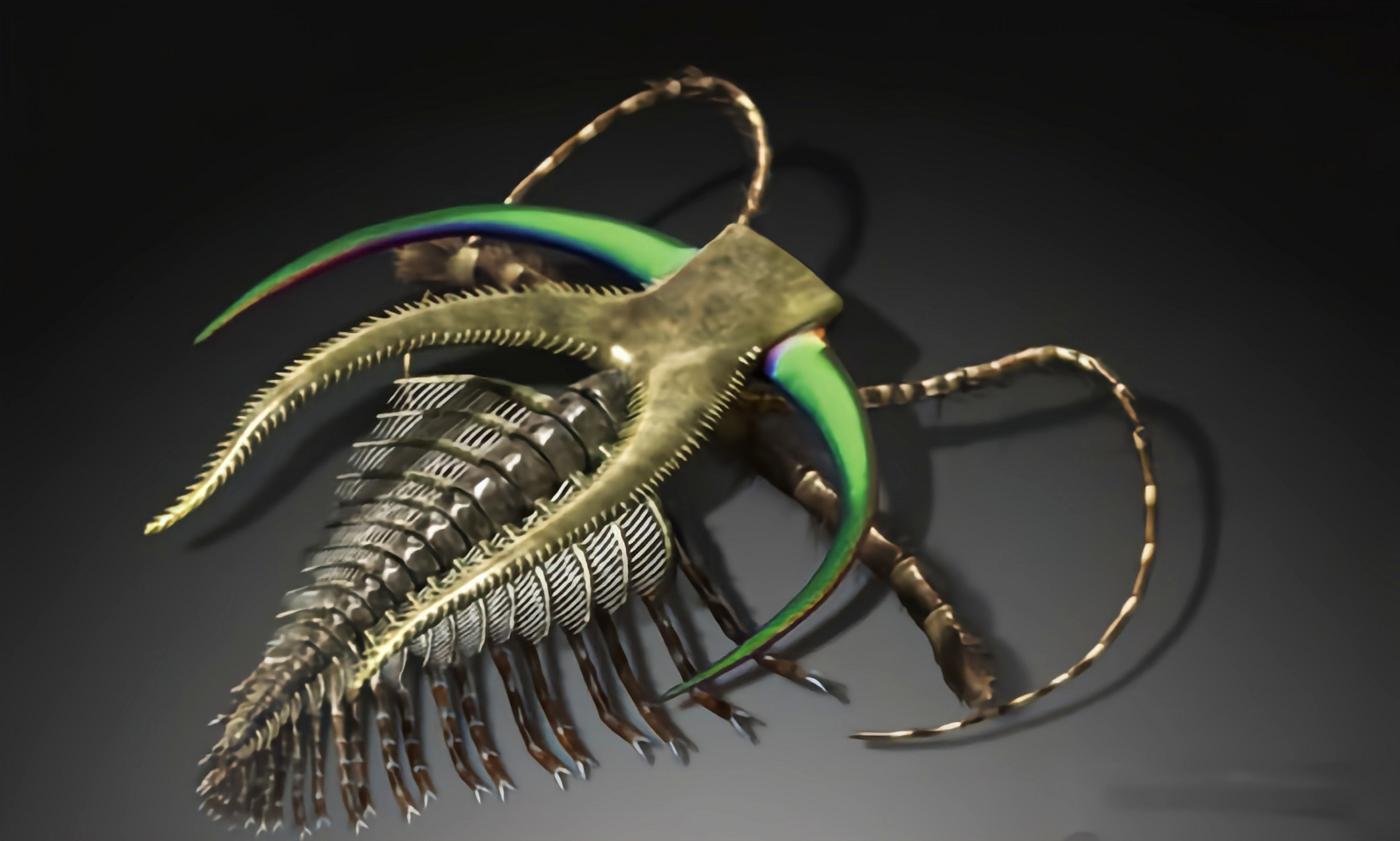 远古生物探秘——华丽马尔三叶形虫 华丽马尔三叶形虫是已灭绝的