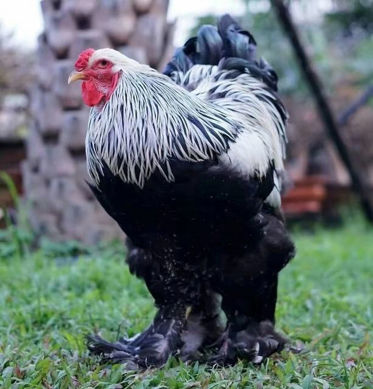 它就是传说中的婆罗门鸡,又叫梵天鸡,最大可以长到三十斤,头昂起来有