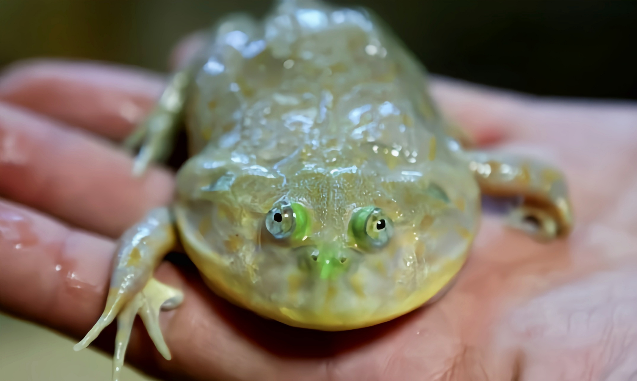 每天认识一种动物——小丑蛙 小丑蛙别名猫眼珍珠蛙,是蛙形目,薄趾蟾