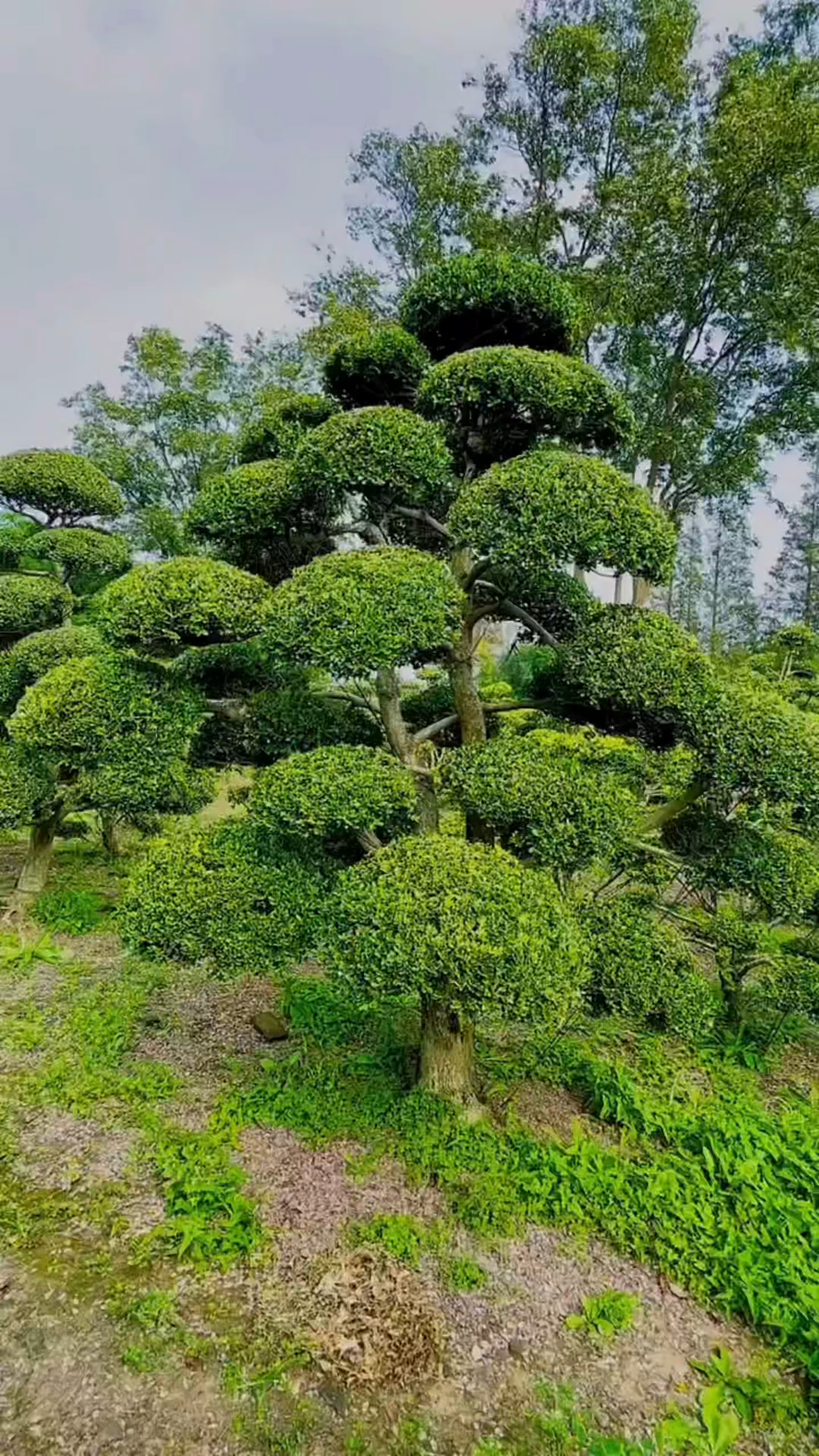 黄杨树造型技术图片