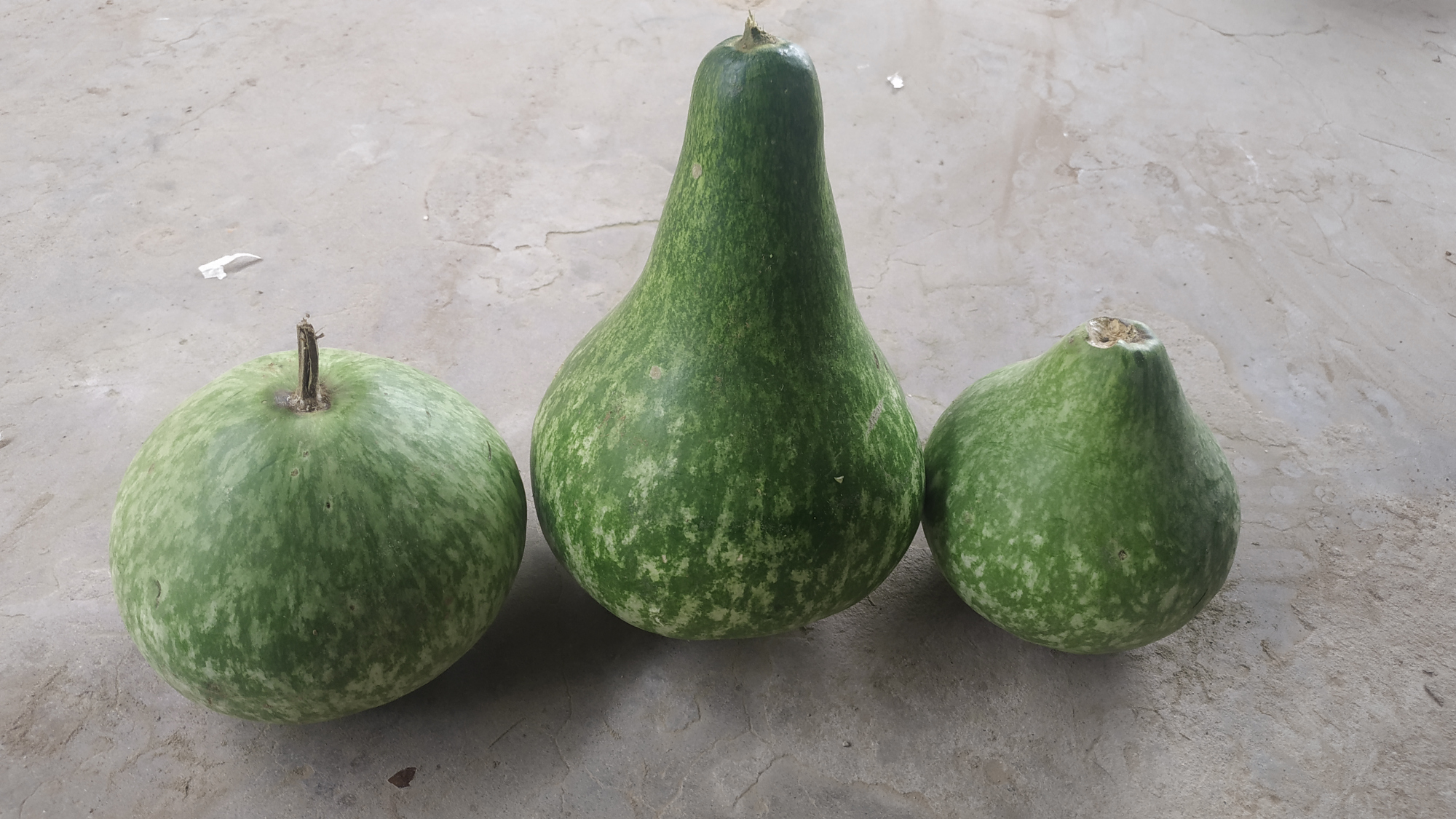 瓠瓜具备观赏性,但能不能食用呢?