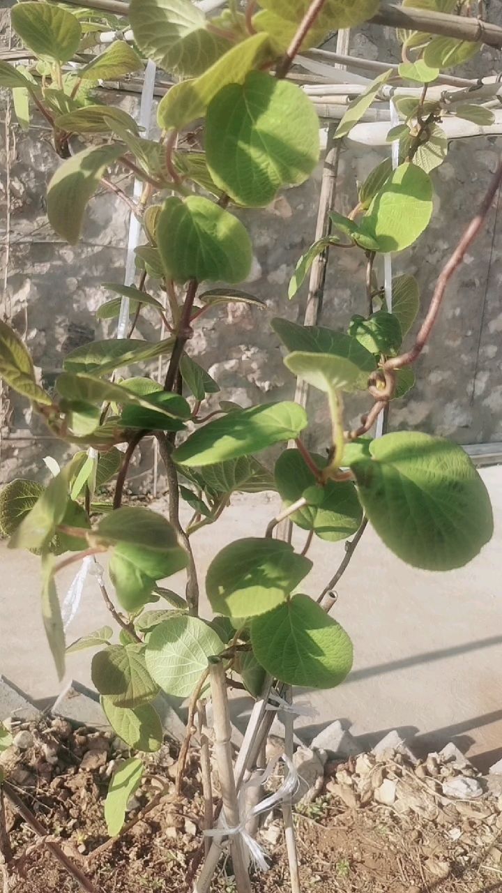 谁能帮我看看这两棵猕猴桃树公母