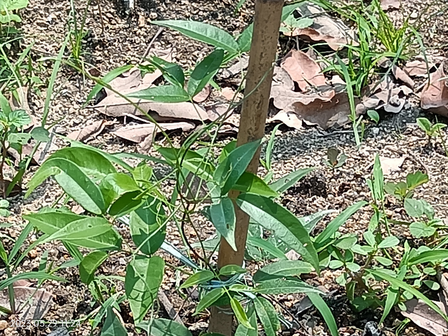植物,威灵仙