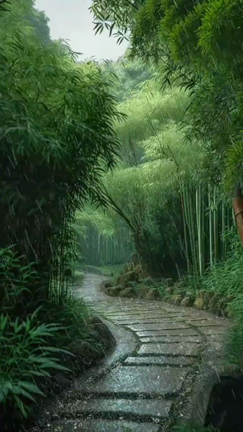 竹海惹了细雨浓墨惹了相思竹林听雨品一种静享一时闲得一时悠然清绝