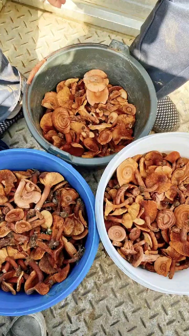 香蘑大丰收了!不是一般的香,炖排骨,鸡鱼肉放几个超级好吃!-度小视