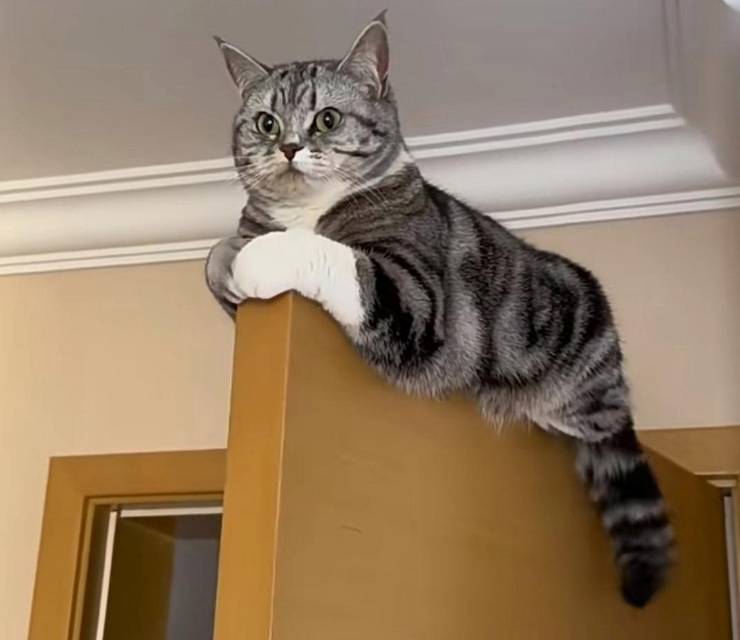 这才是真正的看门猫星人!