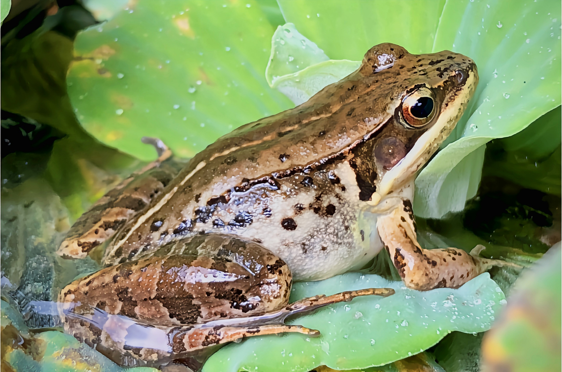 每天认识一种动物——弹琴水蛙 弹琴水蛙别名腹斑蛙,蛙科,拇棘蛙属