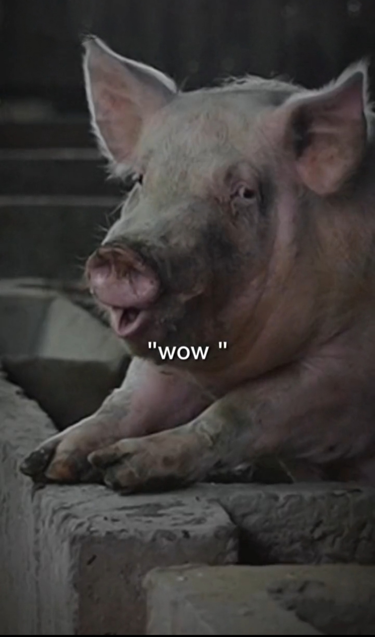 我觉得,猪的表情亮了![笑哭]