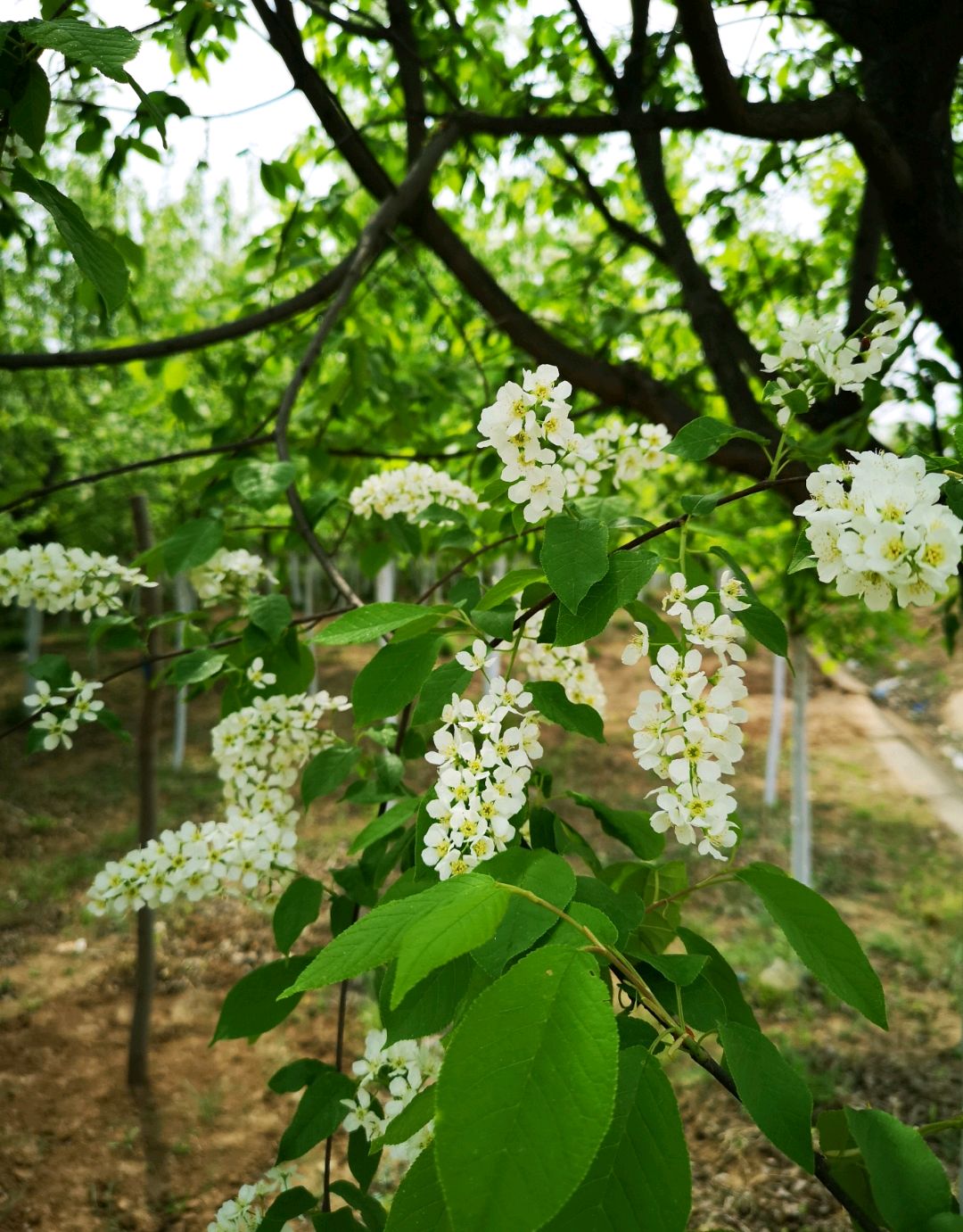 臭李子?稠李?