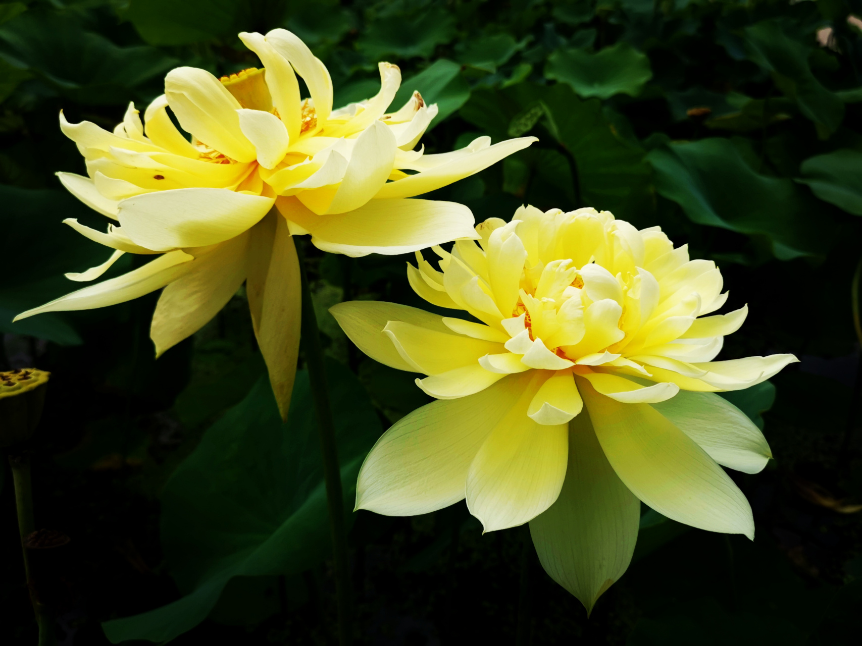 九月动态激励计划# 荷花——秣陵秋色 大中花群,重瓣类,白莲花组荷 