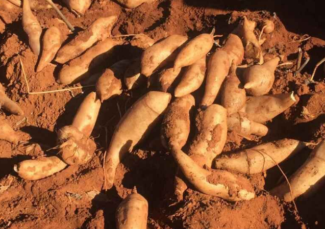 高价不出手,低价卖不动,堆积到腐烂,农民自食"苦果"