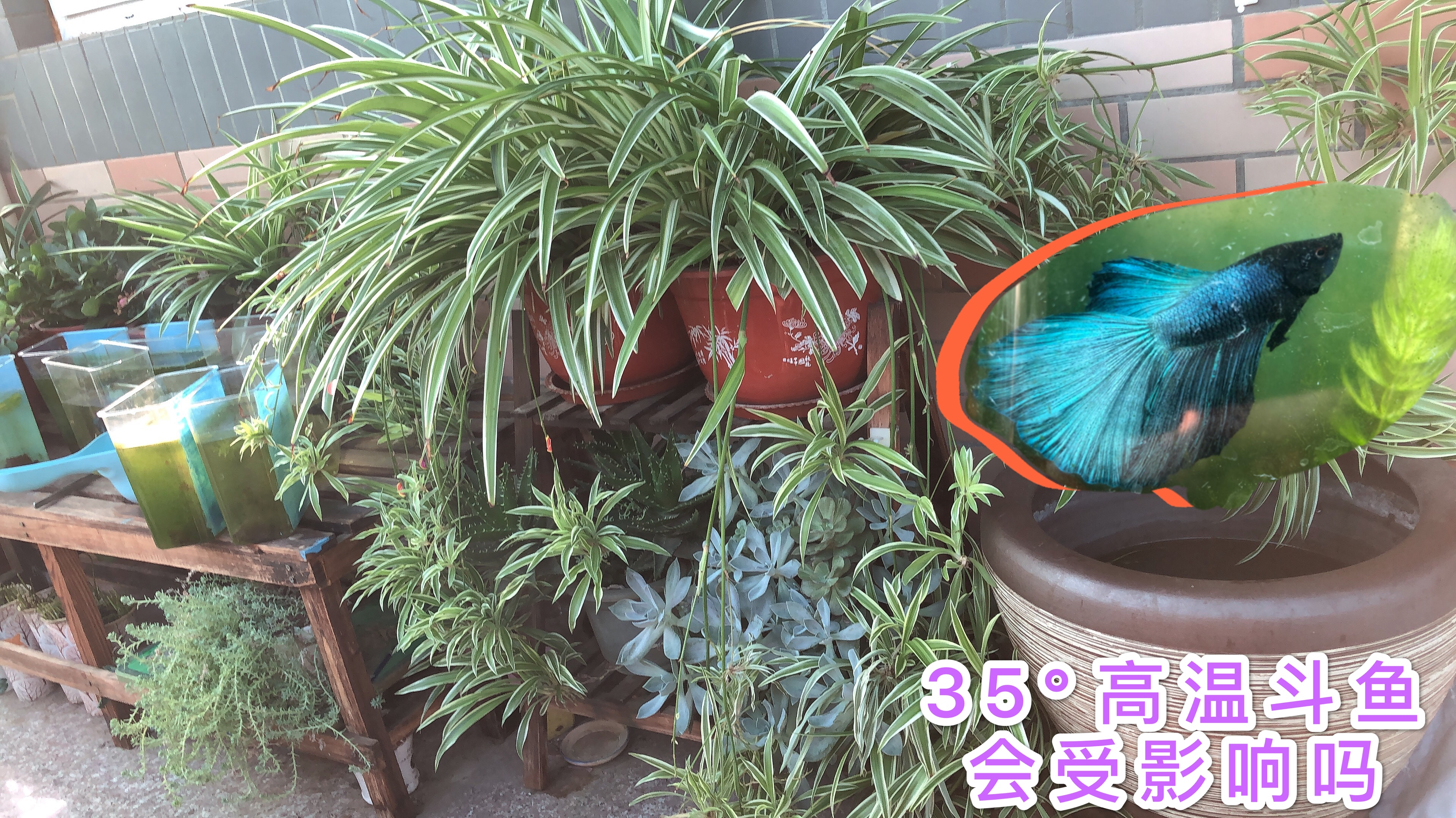 温度高阳台斗鱼鱼缸水位蒸发了好多,需要换水降温吗?