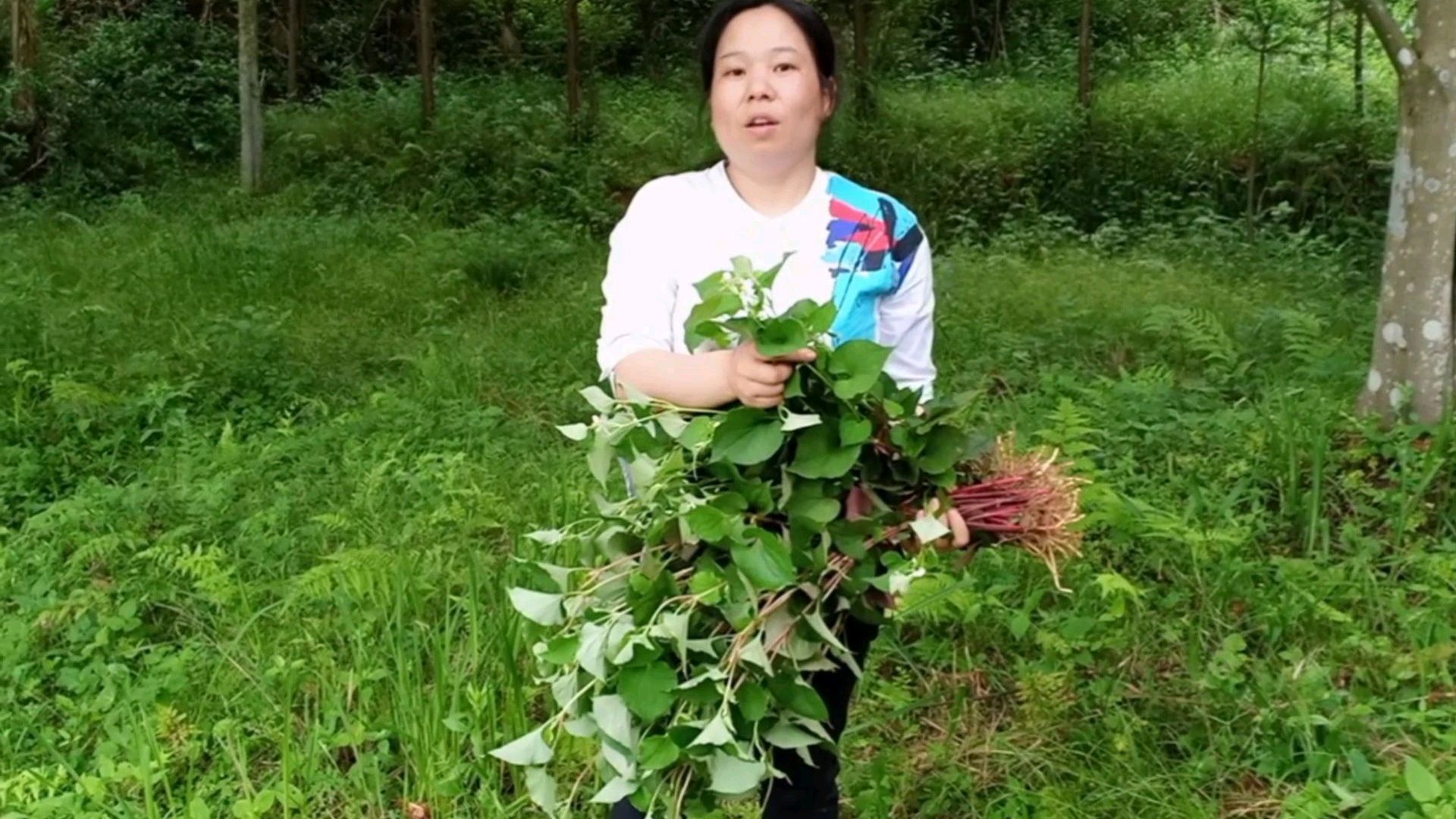 苗妹夏天最爱喝的茶,有清热解毒的功效,做法简单