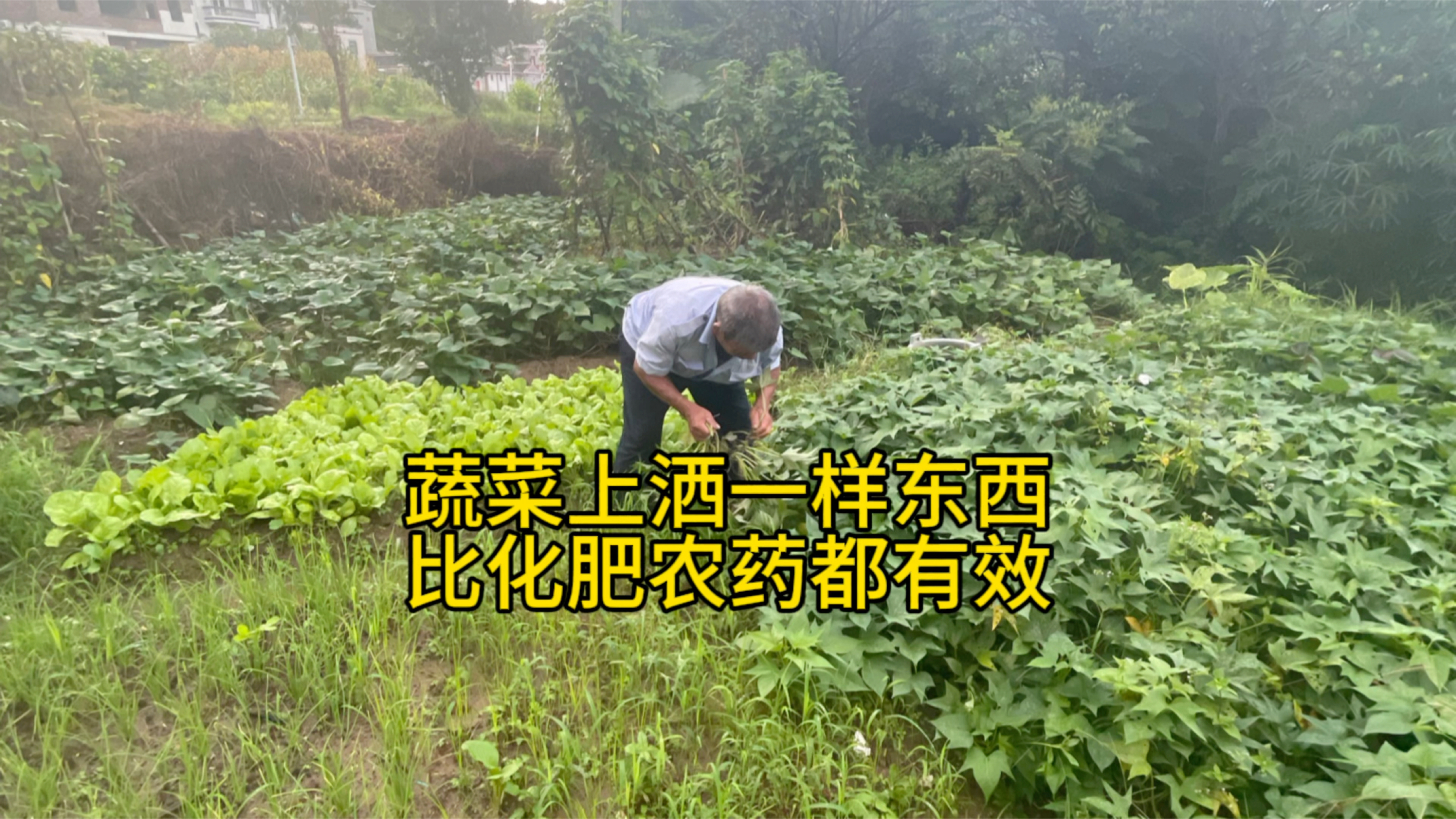 种植的蔬菜上面撒一物,比农药化肥都有效?