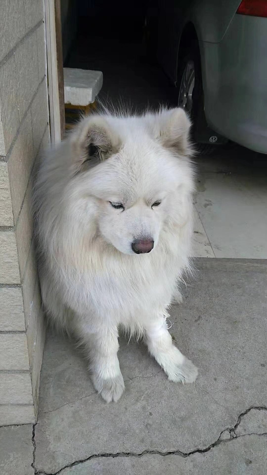 恶霸幼犬图片 灰色图片