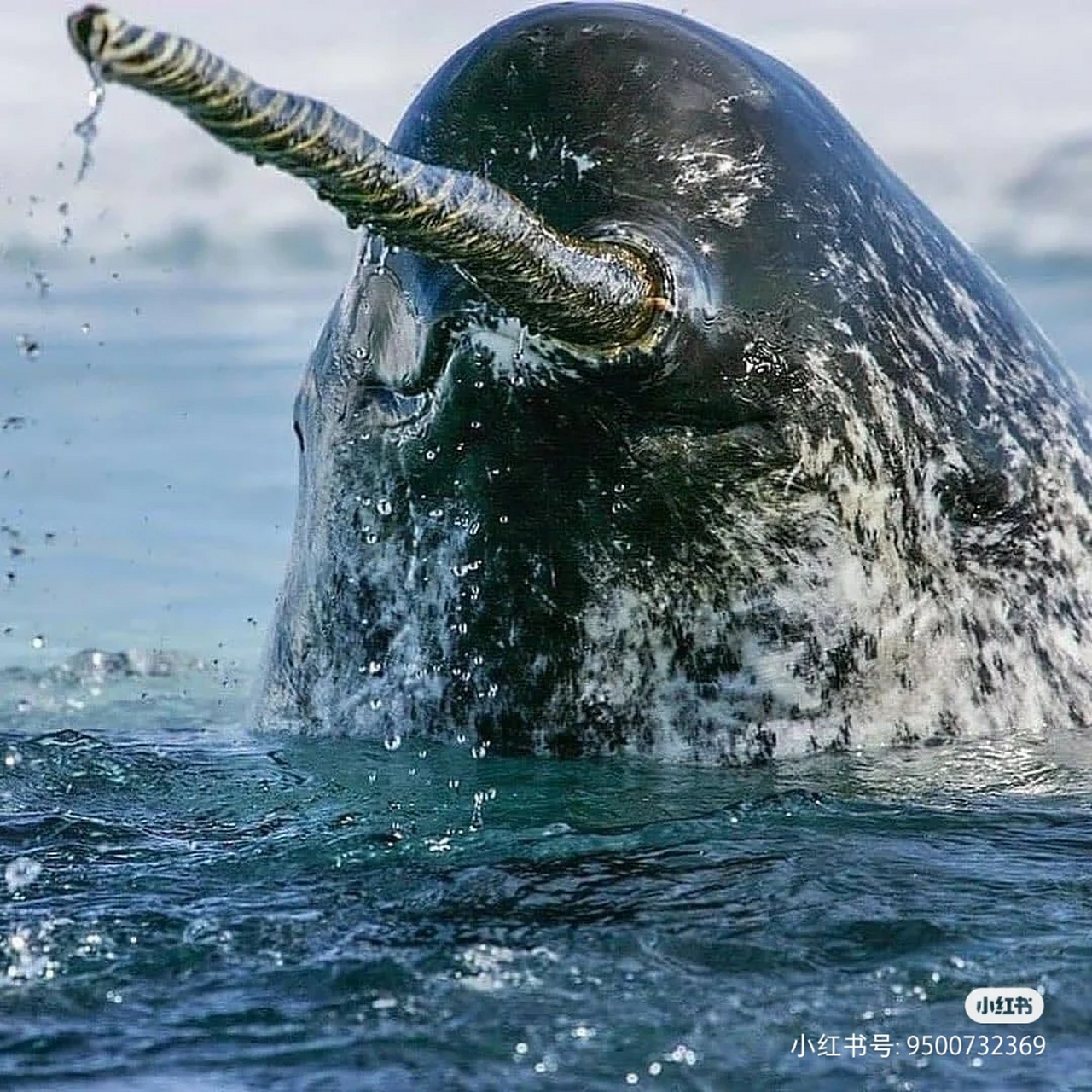 独角鲸,据说他的角可以解毒,所以被欧洲人捕猎的灭绝了!