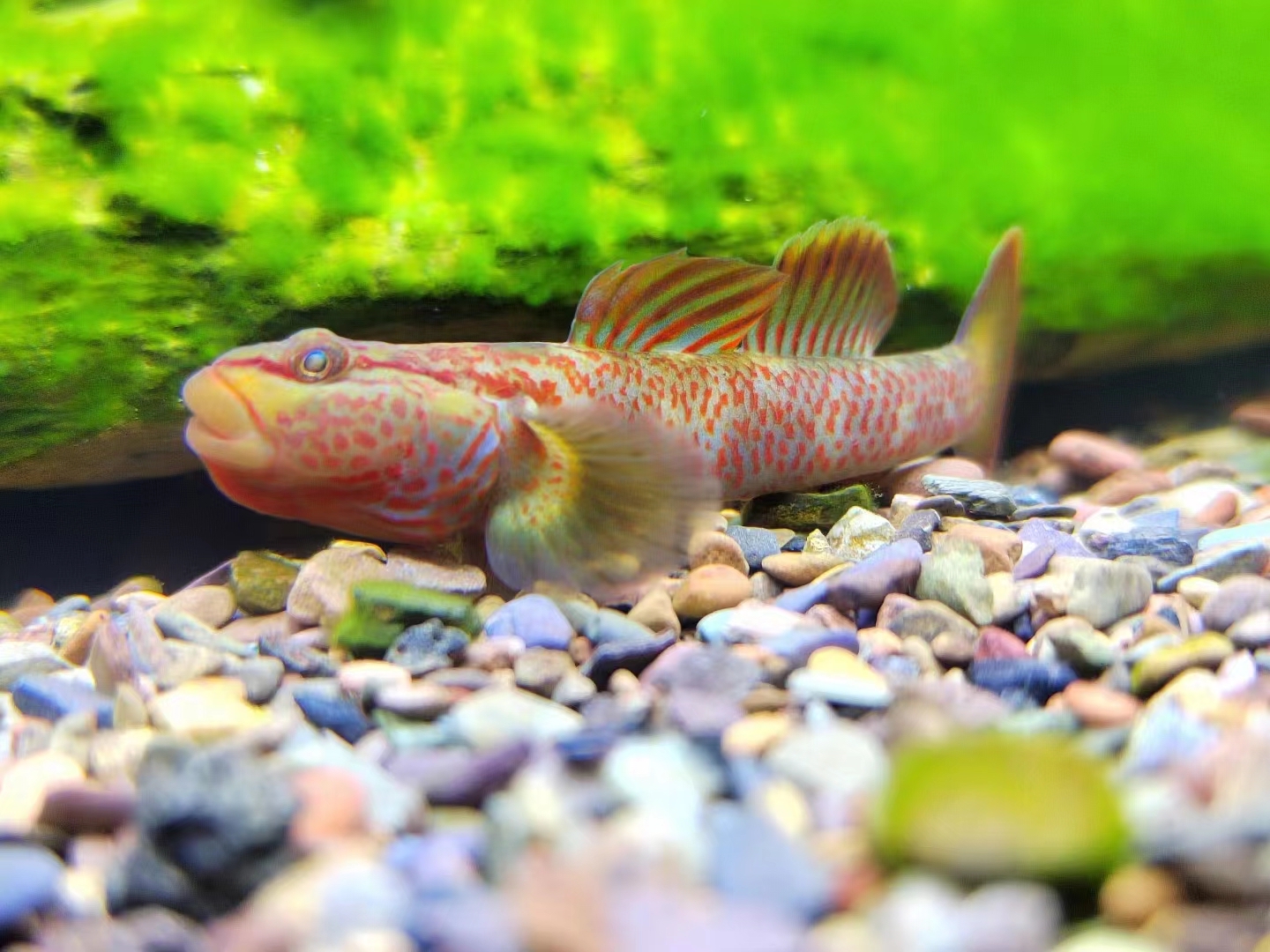 最美原生鱼-虾虎