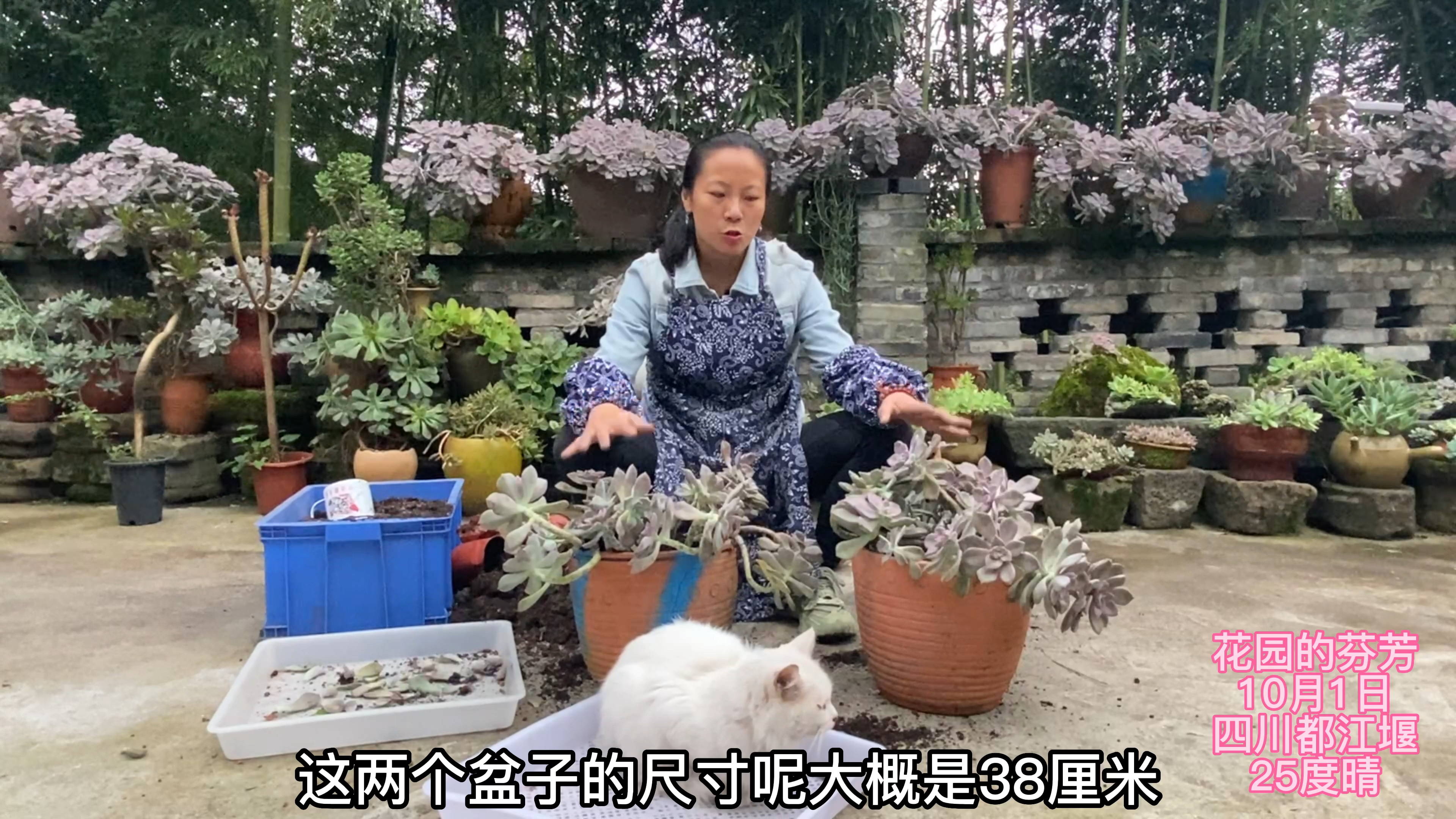 65一堆紫乐捡漏,装2筐种2大盆,就喜欢这种爆盆的瀑布!