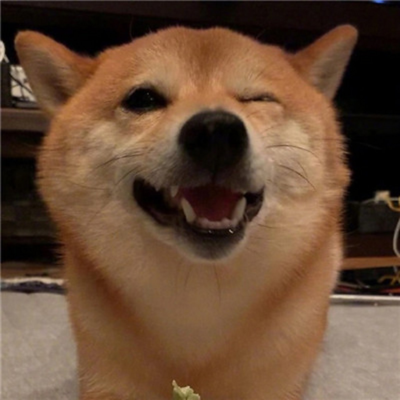 可爱的狗狗头像#头像# #萌宠# #狗狗