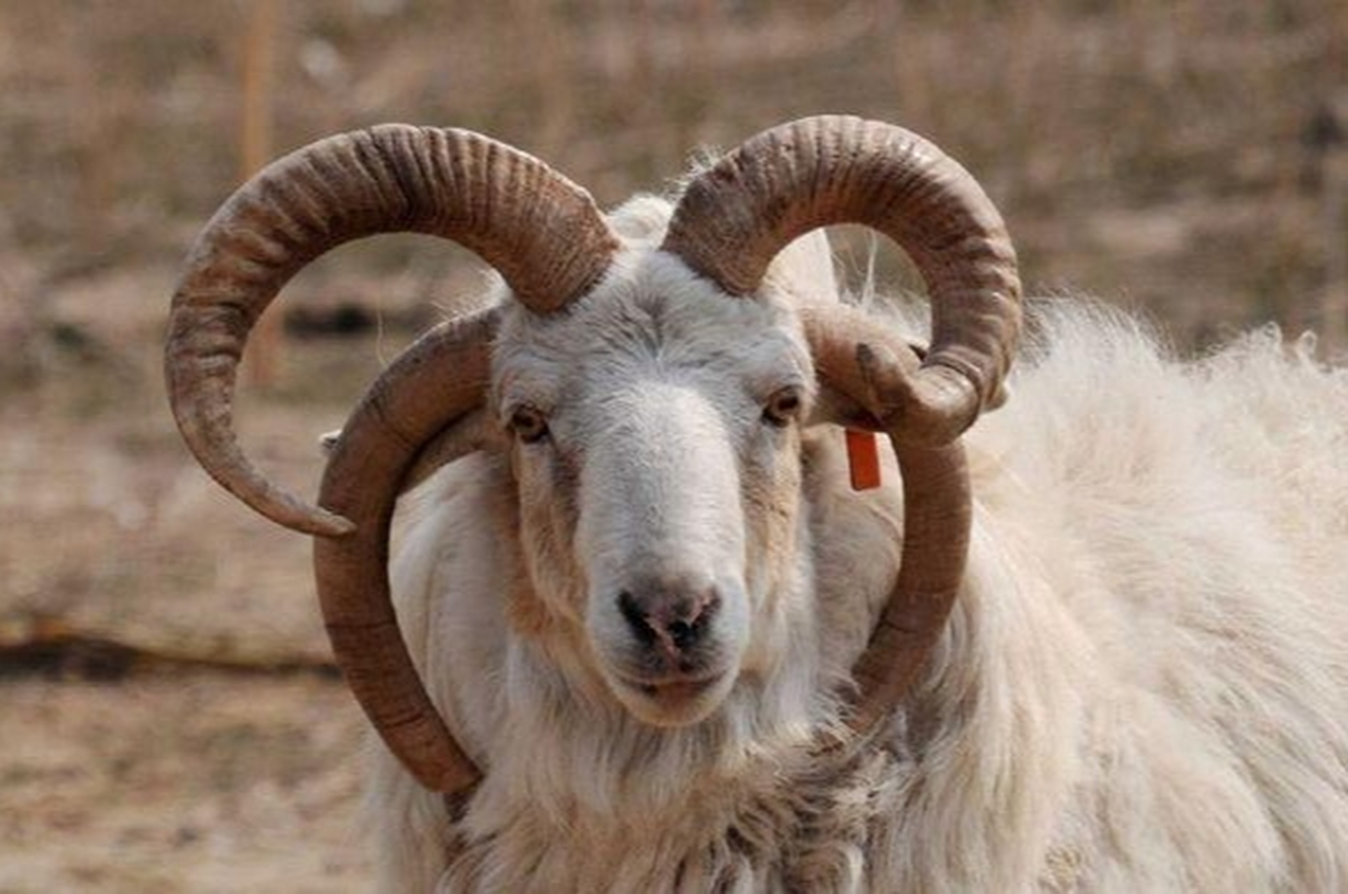 奇特的四角山羊.#动物趣图